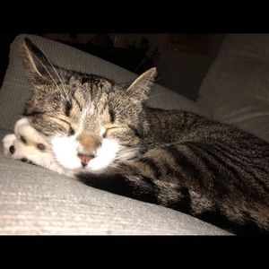 Meet your Posher, Morgan